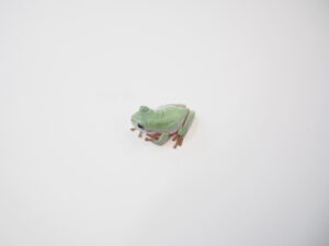 イエアメガエル