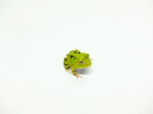 アマゾンツノガエル　グリーン