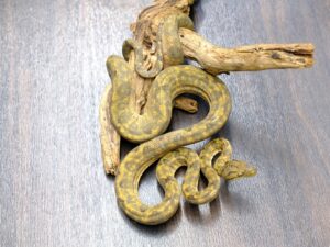 アマゾンツリーボア（オレンジ）