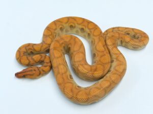 ブラジルレインボーボア（ハイポ）