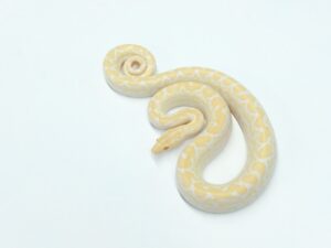 コロンビアレインボーボア（T－アルビノ）