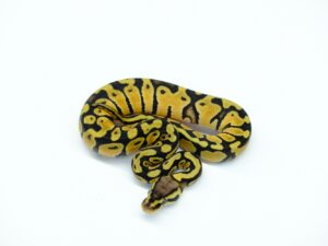 パステルダブルヘテロオレンジゴースト＆グリーンゴースト