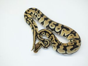 パステルヘテロオレンジゴースト＆VPIアザン＆クラウン