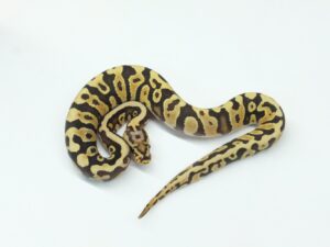 ファイアーフライスポットノーズヘテロクラウン