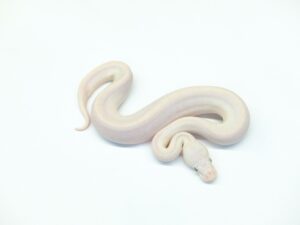 スーパーバターGS orヘテロGS