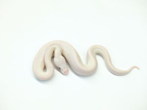 スーパーバターGS orヘテロGS