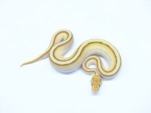 パステルバターGS