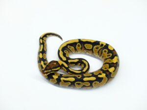 ファイアーYBダブルヘテロデザートゴースト＆クラウン