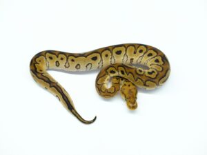 レッドストライプクラウン