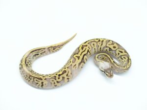 スーパーフライレオパードYBorアスファルト