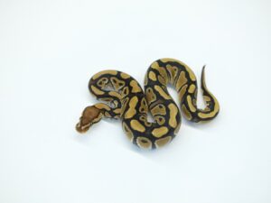 トロイ66％ヘテロクラウン＆パイド“”No,1