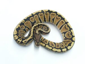 GHIスポットノーズ