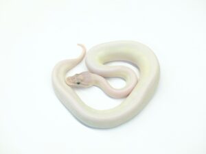 スーパーモハべヘテロゴースト