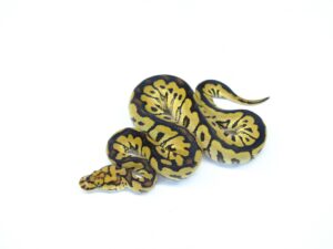 スポットノーズクラウン