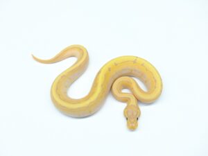 バナナエンチキャリコピンレモンバック