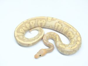 スーパーチョコレートバナナヘテロデザートゴースト