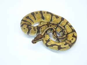 ホフマンエンチYBダブルヘテロゴースト＆パイド