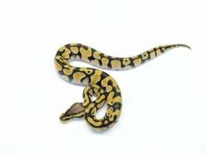 パステルオレンジドリーム“No,1”