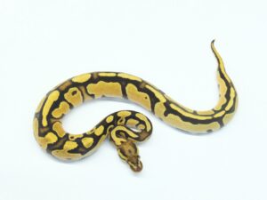 オレンジドリームファイアーYB