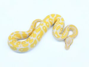 ラベンダーヘテロVPIアザン50%ヘテロパイド“No,1”