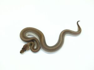 スーパーシナモンピンYBorグラベル