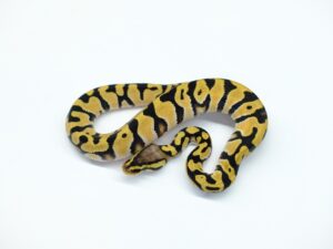 パステルオレンジドリーム“No,2”