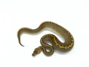 マホガニーGHIヘテロパイド