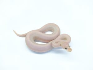 スーパーシナモンコーラルグロー