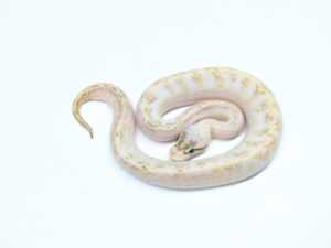 スーパーパステルスーパーグラベル