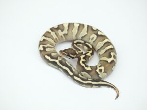 ファイアーマッケンジーモハべ