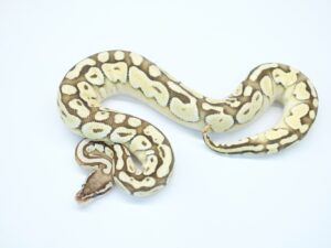 パステルレッサーハリケーン