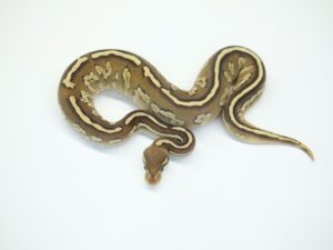 レオパードモハべサンダー