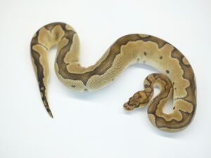 スーパーブレードクラウン