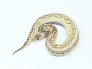 ブラックピューターマッケンジーpossスーパーマッケンジー