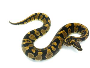 アシッド66%ヘテロウルトラメル