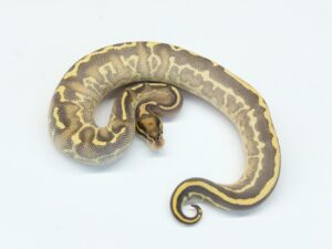 レオパードハイウェイ66%ヘテロパイド