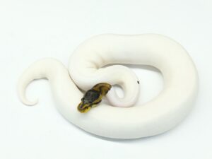 ブラックパステルパイド