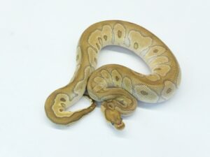 レッサークラウン