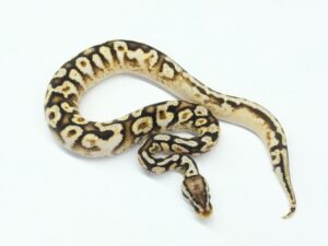 パステルキャリコスポットノーズYB