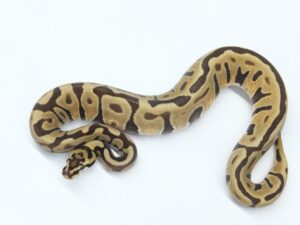 エンチレオパードスポットノーズ