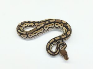 オレンジドリームシナモンヘテロラベンダー