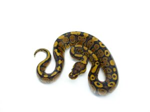 レッドストライプ