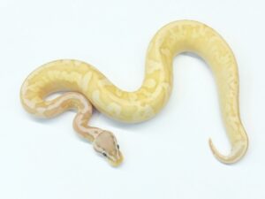 パステルバナナキャリコ“No,2”