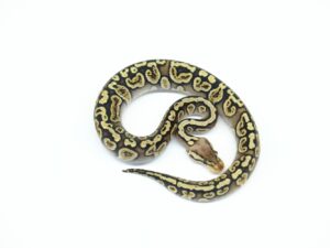 パステルGHIヘテロクラウン