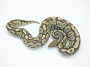 マホガニーゴースト