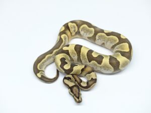 エンチキャリコYBデザートゴースト