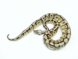 レイブンバンブルビー