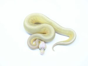 スターリングGSバターpossチョコレートヘテロクラウン