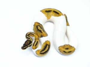 パイドダブルヘテロVPIアザン&クラウン