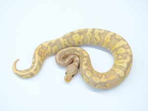 アシッドバナナYBorグラベル